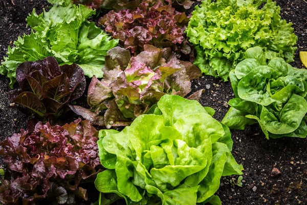 Lettuces